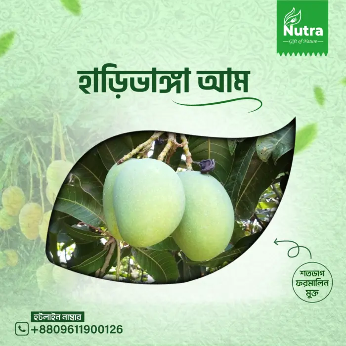 হাড়িভাঙ্গা-আম/Harivanga Mango - Image 1